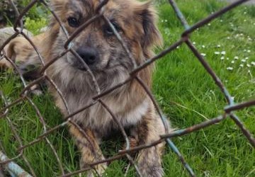 Znaleziono psy w miejscowości Naszacowice