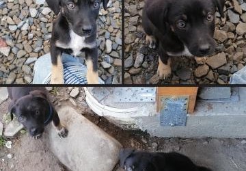 W miejscowości Podegrodzie znaleziono dwa młode psy.