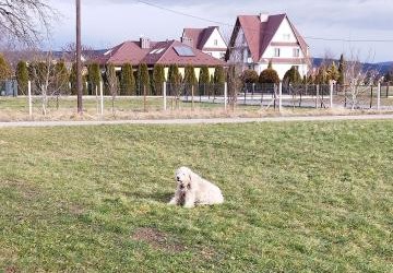 Miejscowość Brzezna - znaleziono psa