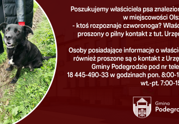 Poszukujemy właściciela znalezionego psa - Olszana