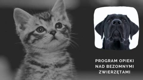 Program opieki nad bezdomnymi zwierzętami - podsumowanie roku 2021