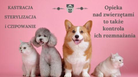 Informacja o możliwości wykonania zabiegu kastracji/sterylizacji zwierząt domowych