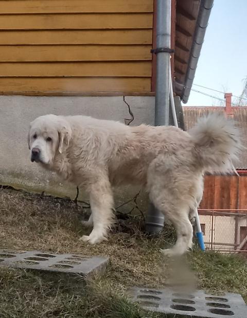 Znaleziono psa w typie owczarka podhalańskiego.