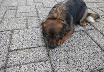 Znaleziono psa w miejscowości Chochorowice