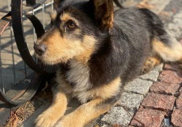 W miejscowości Naszacowice znaleziono psa
