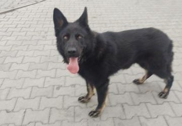 Znaleziono psa w miejscowości Brzezna