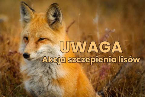 Komunikat dotyczący jesiennej akcji szczepienia lisów przeciwko wściekliźnie