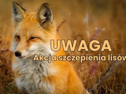 Komunikat dotyczący jesiennej akcji szczepienia lisów przeciwko wściekliźnie