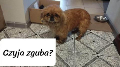 Brzezna - znaleziono pieska w typie pekińczyka