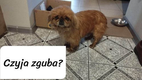 Brzezna - znaleziono pieska w typie pekińczyka