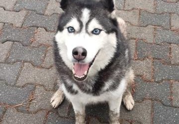 Brzezna w okolicach Parku M błąka się pies prawdopodobnie w typie husky.