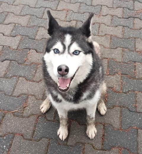 Brzezna w okolicach Parku M błąka się pies prawdopodobnie w typie husky.