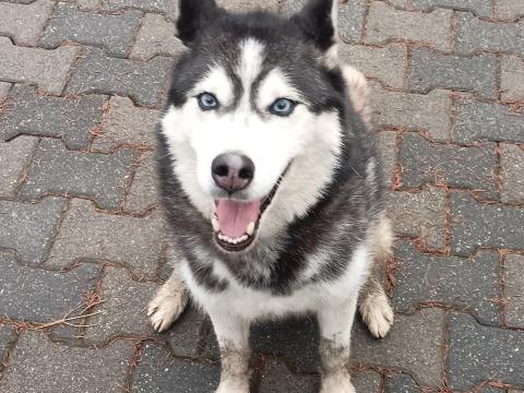 Brzezna w okolicach Parku M błąka się pies prawdopodobnie w typie husky.