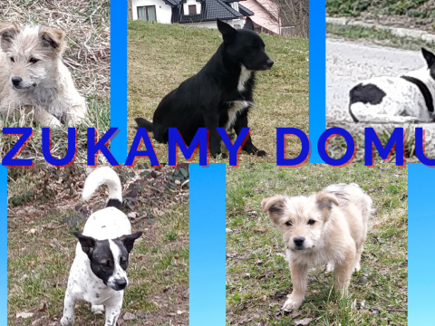 Poszukujemy dobrego domu dla piesków!