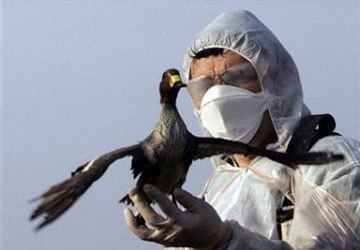 Ryzyko wystąpienia wysoce zjadliwej grypy ptaków