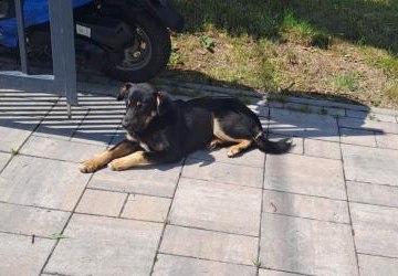 W miejscowości Podegrodzie znaleziono psa.