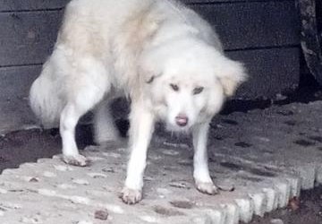W miejscowości Rogi znaleziono psa