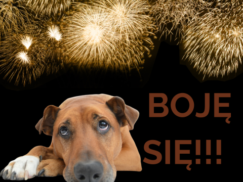 Dla nich sylwester to noc strachu i bólu. Jak pomóc zwierzakowi?