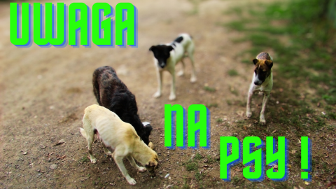 WAŁĘSAJĄCE SIĘ PSY