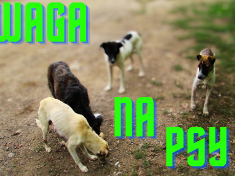 WAŁĘSAJĄCE SIĘ PSY