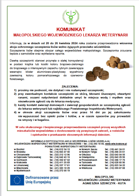 Wiosenna akcja ochronnego szczepienia lisów wolno żyjących przeciwko wściekliźnie
