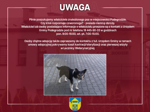 Poszukujemy właściciela znalezionego psa w miejscowości Podegrodzie