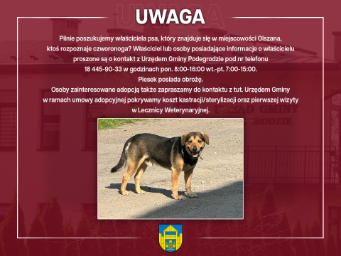 Poszukujemy właściciela znalezionego psa - Olszana