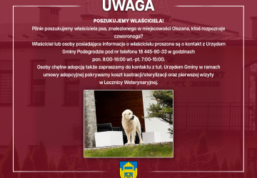 Poszukujemy właściciela znalezionego psa - Olszana