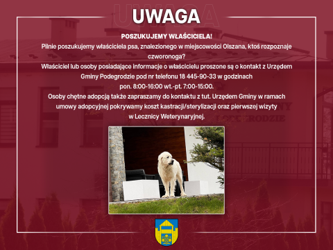 Poszukujemy właściciela znalezionego psa - Olszana