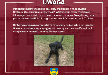 Pilnie poszukujemy właściciela znalezionego psa w miejscowości Gostwica