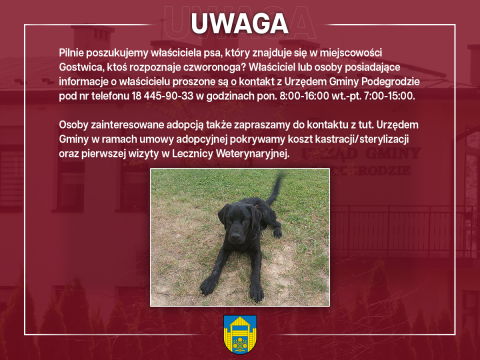 Pilnie poszukujemy właściciela znalezionego psa w miejscowości Gostwica
