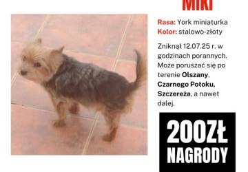 Poszukujemy psa - Olszana i okolice