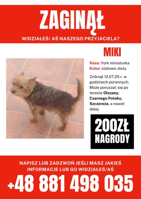 Poszukujemy psa - Olszana i okolice