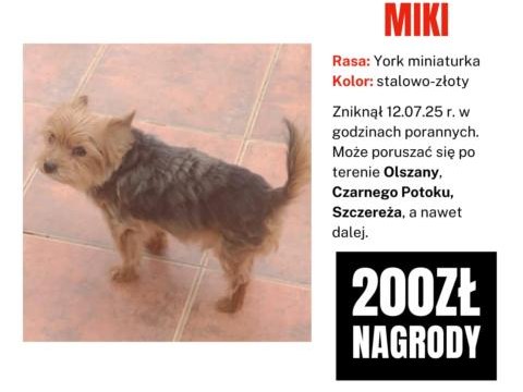 Poszukujemy psa - Olszana i okolice