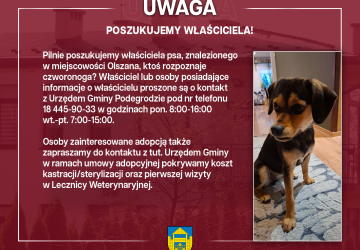 Poszukujemy właściciela znalezionego psa - Olszana