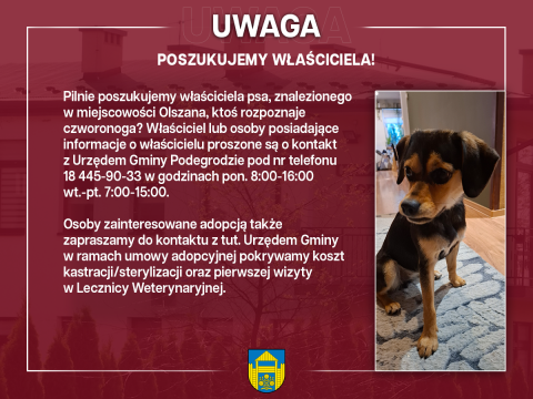Poszukujemy właściciela znalezionego psa - Olszana