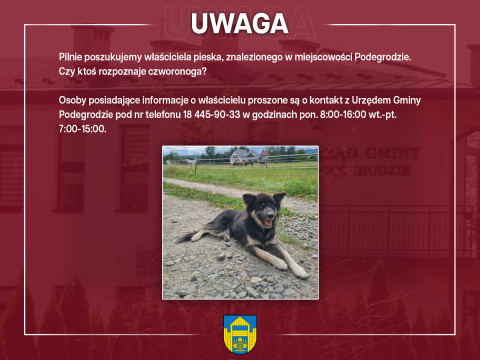 Poszukujemy właściciela znalezionego psa - Podegrodzie