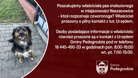 Poszukujemy właściciela znalezionego psa - Naszacowice