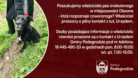 Poszukujemy właściciela znalezionego psa - Olszana