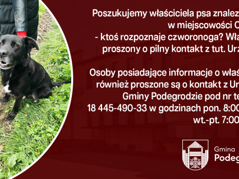 Poszukujemy właściciela znalezionego psa - Olszana