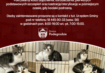 Poszukiwany nowy dom dla 4 kotów