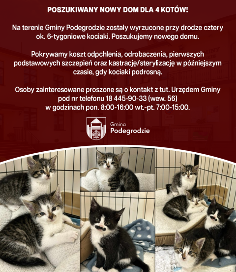 Poszukiwany nowy dom dla 4 kotów