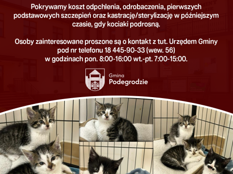 Poszukiwany nowy dom dla 4 kotów