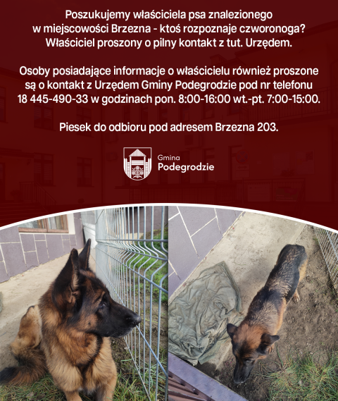 Poszukujemy właściciela znalezionego psa - Brzezna