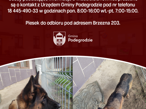 Poszukujemy właściciela znalezionego psa - Brzezna