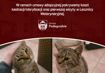 Na terenie miejscowości Stadła znaleziono kota