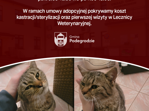 Na terenie miejscowości Stadła znaleziono kota
