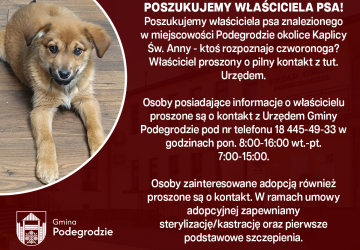 Poszukujemy właściciela znalezionego psa - Podegrodzie