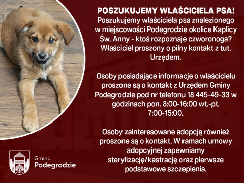 Poszukujemy właściciela znalezionego psa - Podegrodzie