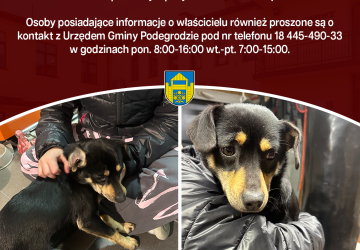 Poszukujemy właściciela znalezionego psa - Brzezna
